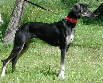 Salukir&uuml;de Pablo