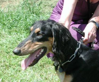 Salukir&uuml;de black and tan