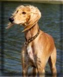 Saluki im Wasser