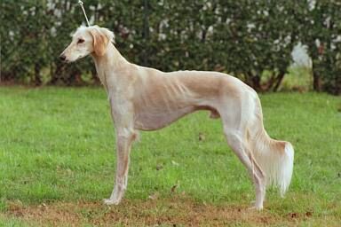 Shaikh Egypt al Firdaus, Frankreich