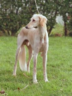 Saluki Shaikh Körperbau Vorderprofil