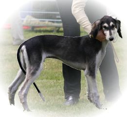 Vaju, Salukirde greezle