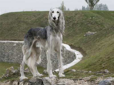 Akbar im römischen Amphietheater