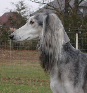 Kopfstudie Akbar mit 7 Jahren