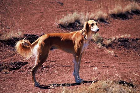 roter Saluki auf roter Erde