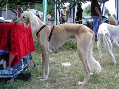 Untersiebenbrunn Klubsieger