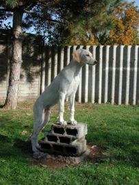 Saluki Rüde Ehsaan Al Asmaanii