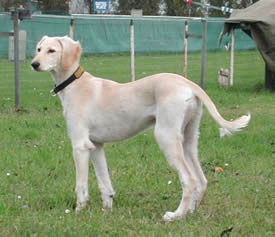 Ehsaan in der Mitte der Rennbahn