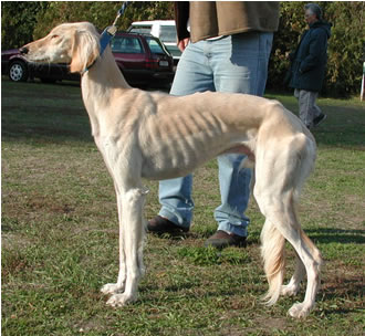 Salukir&uuml;de Ehsaan