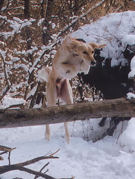 Sprung �ber Baumstamm