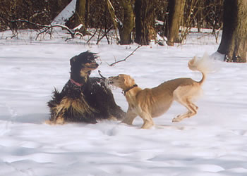 Ehsaan mit Risa Chan�s Masumjat