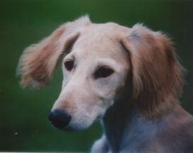 goldfarbene Salukih&uuml;ndin 4 Monate