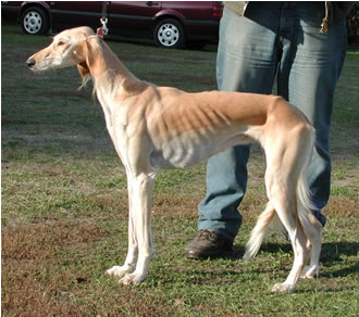 Salukih&uuml;ndin Enigma