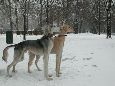 Akbar und Ehsaan Februar 2006