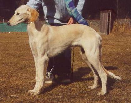 hellsandfarbener Rüde 6 Monate