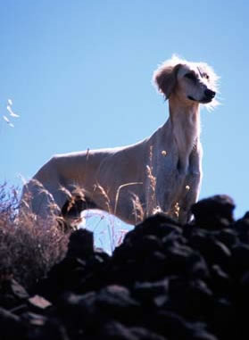 Shaikh auf steinigem Hügel