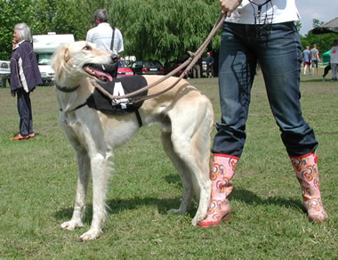 Shaikh Rapapatona 2006