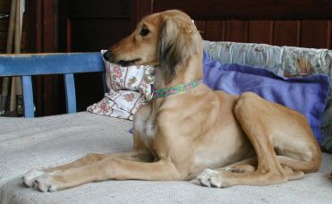 Saluki beige mit schwarzen Ohrfransen