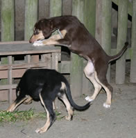 dunkler chocolate (56kb)